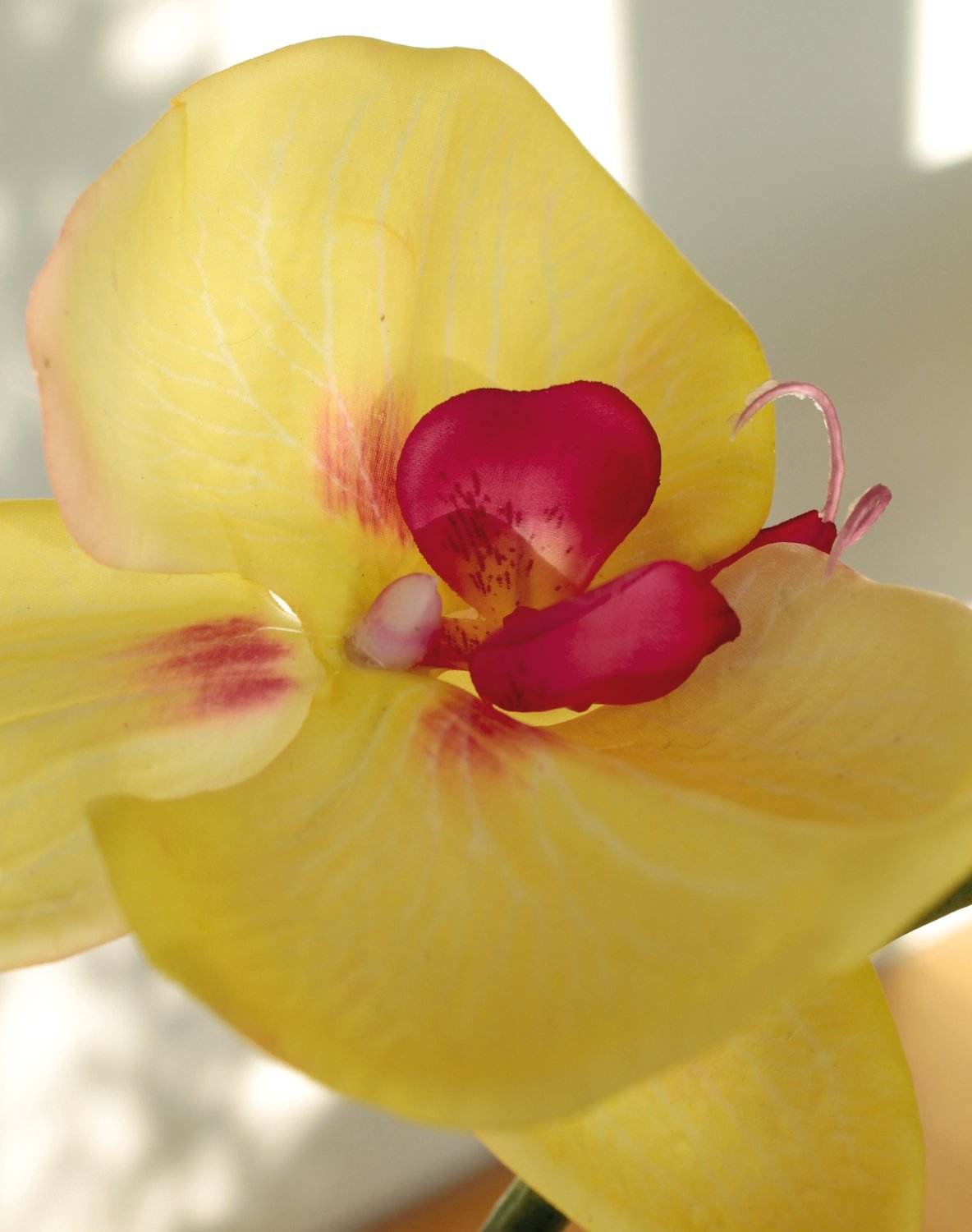 2407 849 a3 Искусственная орхидея Phalaenopsis, 114 см, real touch, зелено-бордовая H-andreas  - Вид №4