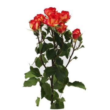 Роза тр саммер дэнс 70 см Santreyd 24689