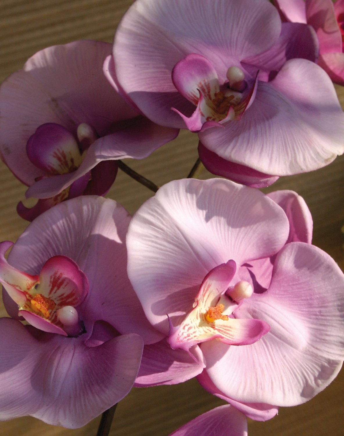 2581 227 a3 Пластиковая орхидея Phalaenopsis, 103 см, real touch, светло-фиолетовый-темно-фиолетовый H-andreas  - Вид №2
