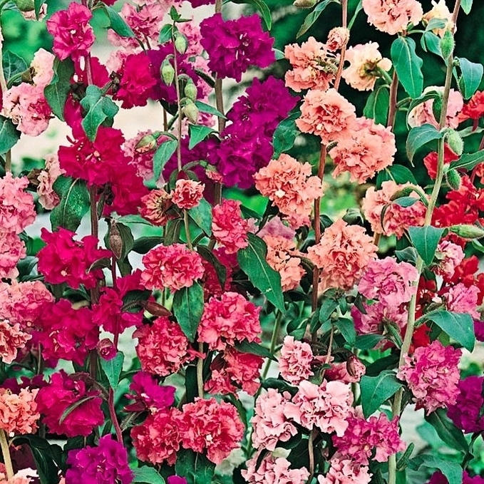 Кларкия изящная Santreyd - смесь махровых окрасок для сада и букетов 17250946