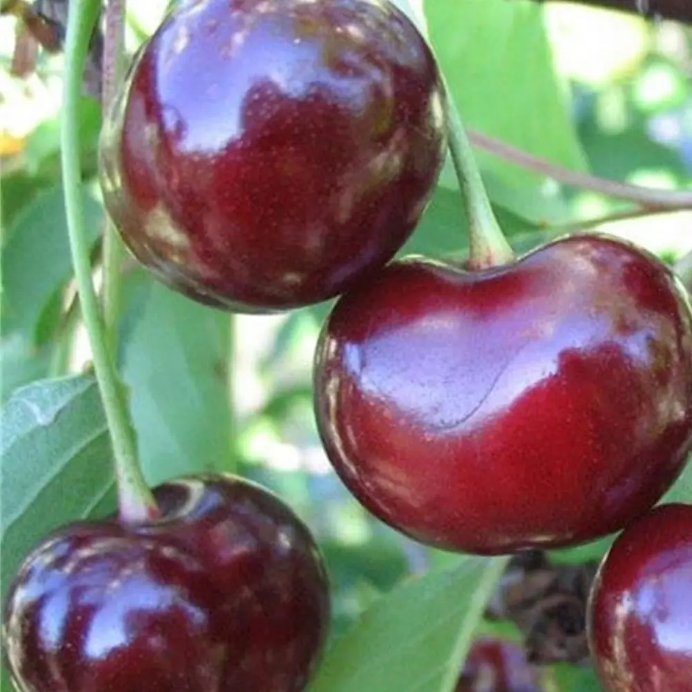 Вишня «Подбельская» C7 высота 140-170 см 82557728 STLM-2165834 ВСЕ В САД 