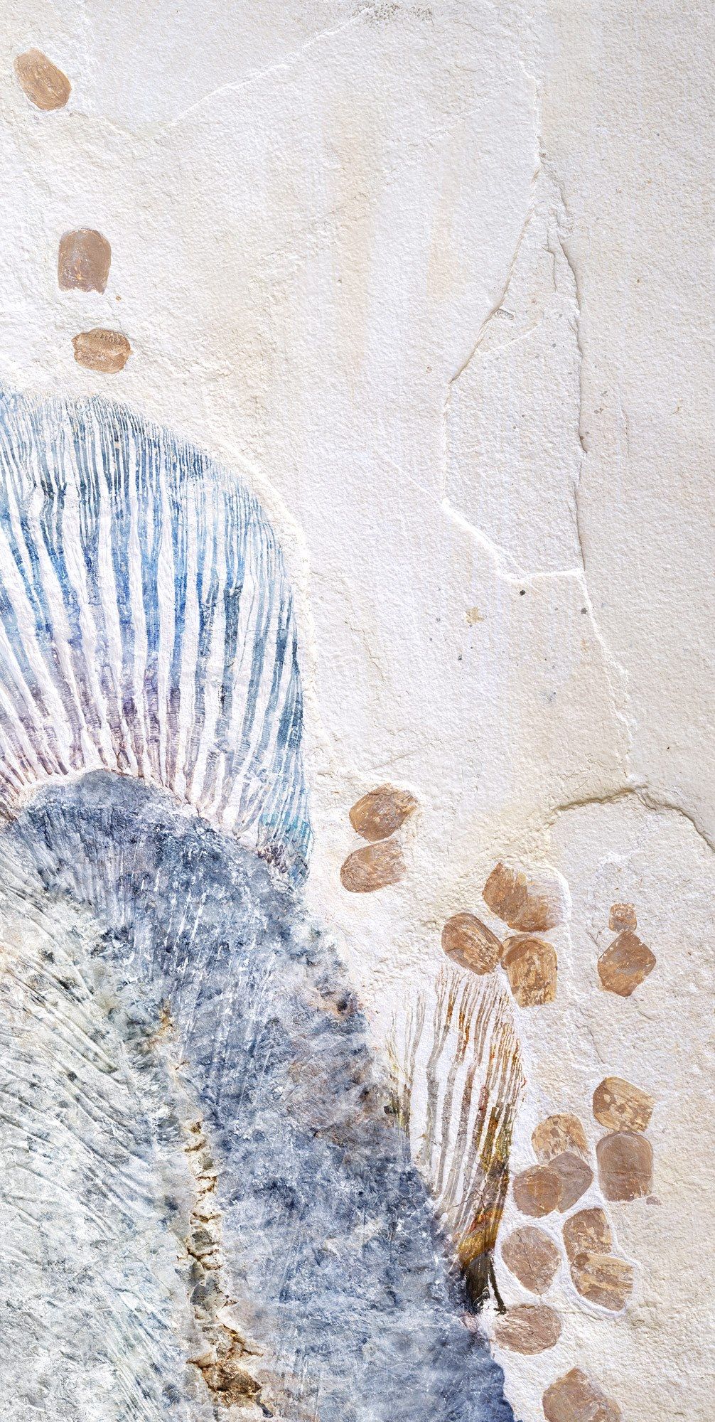 Декоративная панель из алюминия, стекла или ПММА Tecnografica окаменелости ARCH-00124451 - Вид №1