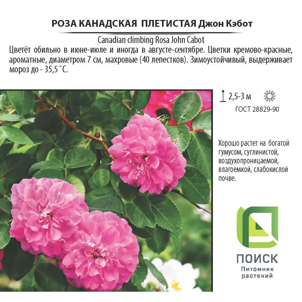 Роза плетистая канадская «Джон Кэбот», 3.5 л 18475258 STLM-2209052 Santreyd  - Вид №2