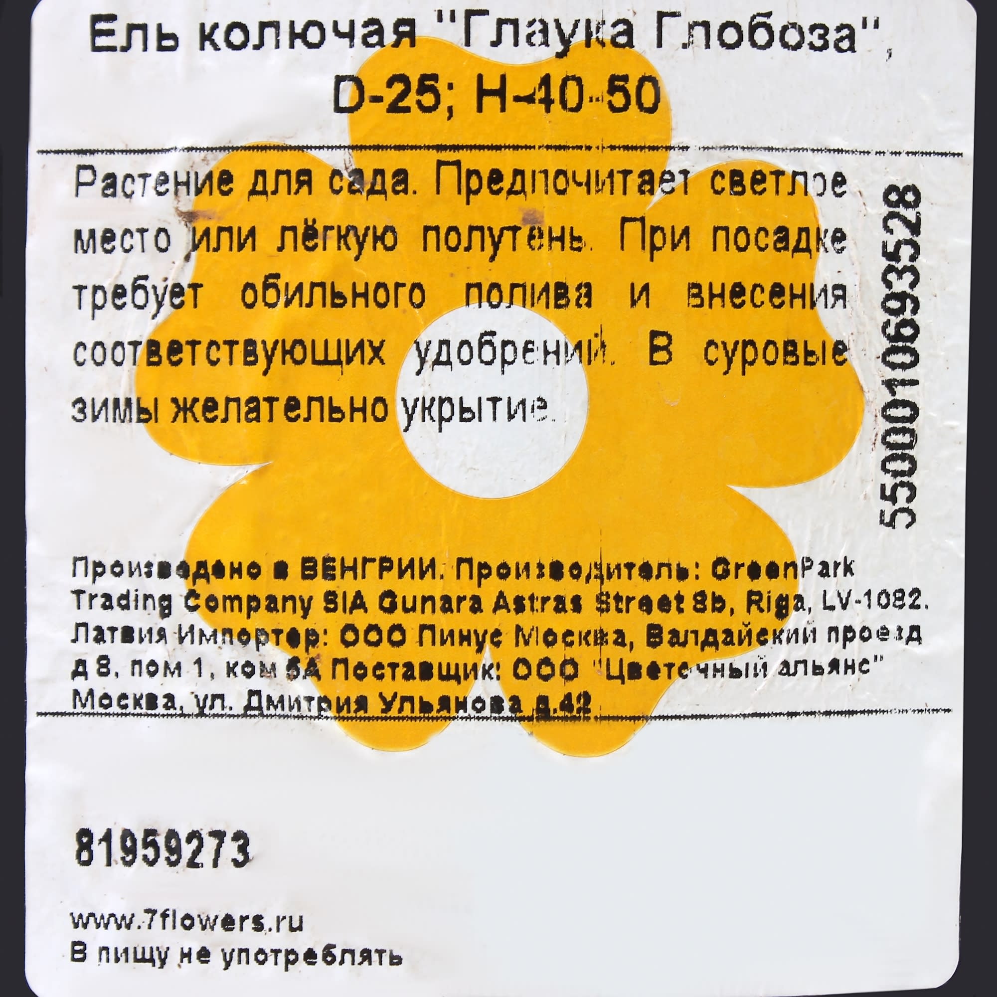 81959273 Ель колючая «Глаука Глобоза» d25/40-50 Santreyd  - Вид №2