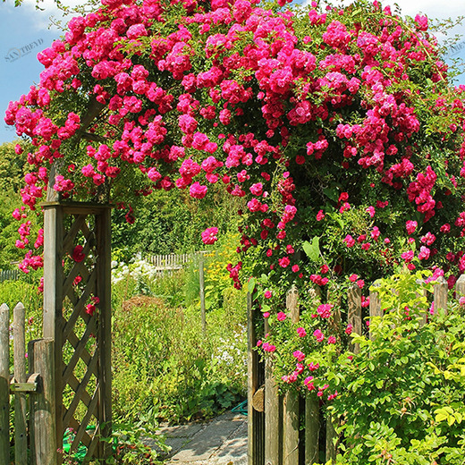 D1-073 Фотообои DIVINO Collection D 2.7х2 м D1073