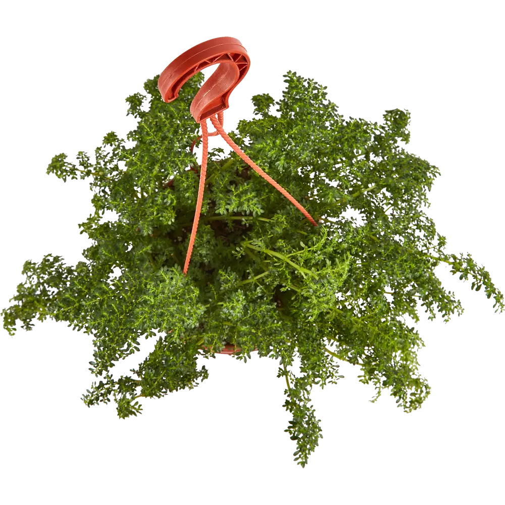 Santreyd Пилея в подвесном кашпо - живой декор для интерьера 83248516 STLM-0039968 - Вид №2