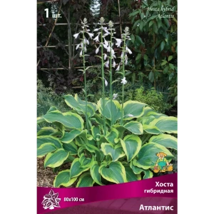 Хоста гибридная «Атлантис», 1 шт. 82118738 STLM-2125638