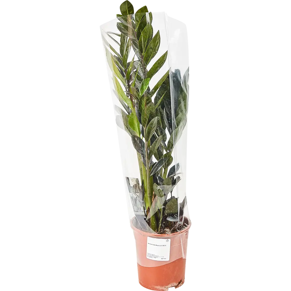 Santreyd Замиокулькас Супер Нова — изысканный темнолистный красавец для интерьера 82877352 STLM-1447402 - Вид №2