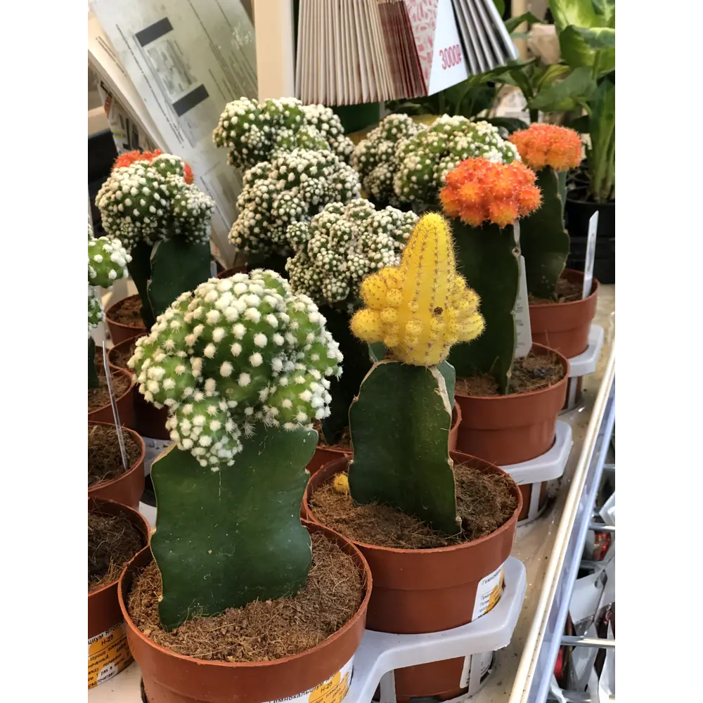 Santreyd Гимнокалициум микс - декоративный кактус с изящным цветением 14750363 STLM-0005089 - Вид №3