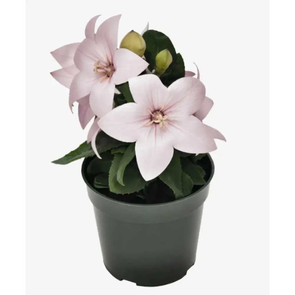 Платикодон Поп Стар микс ø9 h10 см Santreyd STLM-2171203