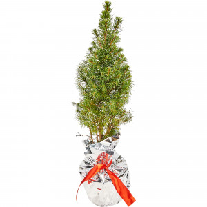 83210640 Ель Коника 12x40-50 см, праздничная упаковка