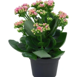 Каланхое Каландива микс ø10.5 h20 см 85394504 STLM-2060030