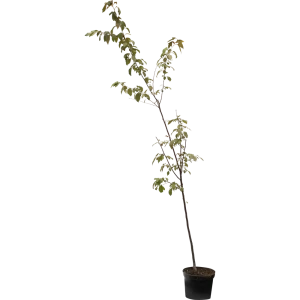 Яблоня декоративная «Хелена» - саженец в горшке 5 л 82219513