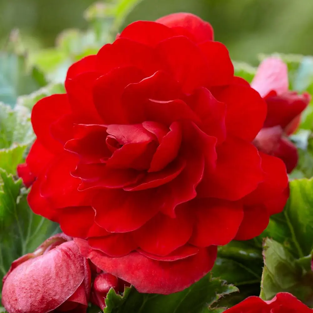 Бегония «cascade Red», 4х5 см 13064820 STLM-2206191 GEOLIA 