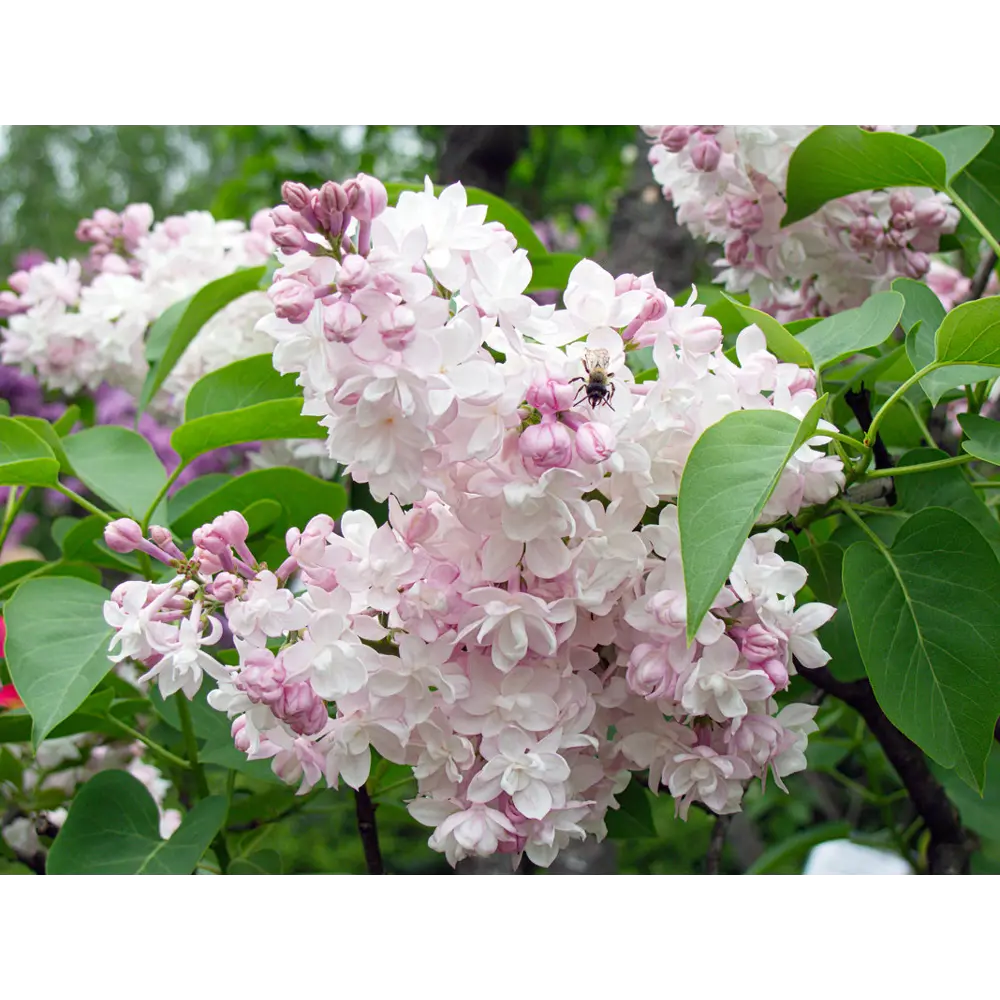 Сирень Красавица Москвы ø19 см h40-60 см 85087638 STLM-2015838 Santreyd 