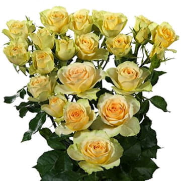 Роза тр бандолеро 70 см Santreyd 24679