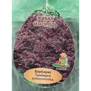 Барбарис Тунберга Атропурпуреа ø9 h39 см (3шт) 83738707 STLM-2176804