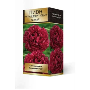 Пион молочноцветковый травянистый «Хайлайт» разбор 2-3 82661862 STLM-2032309