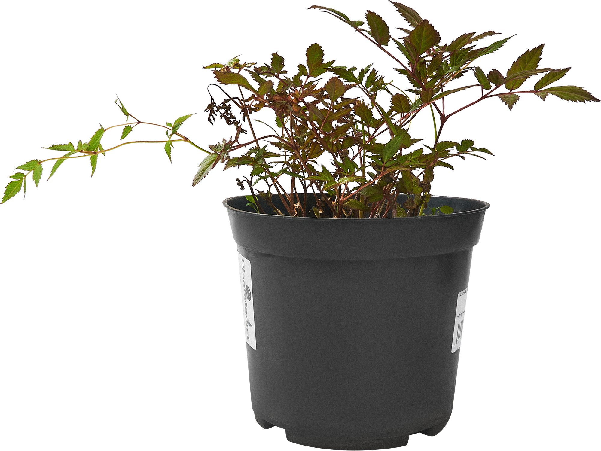 84406447 Астильба арендса Гранат C3 ø15 h30 см STLM-0049426 PLANTMARKET