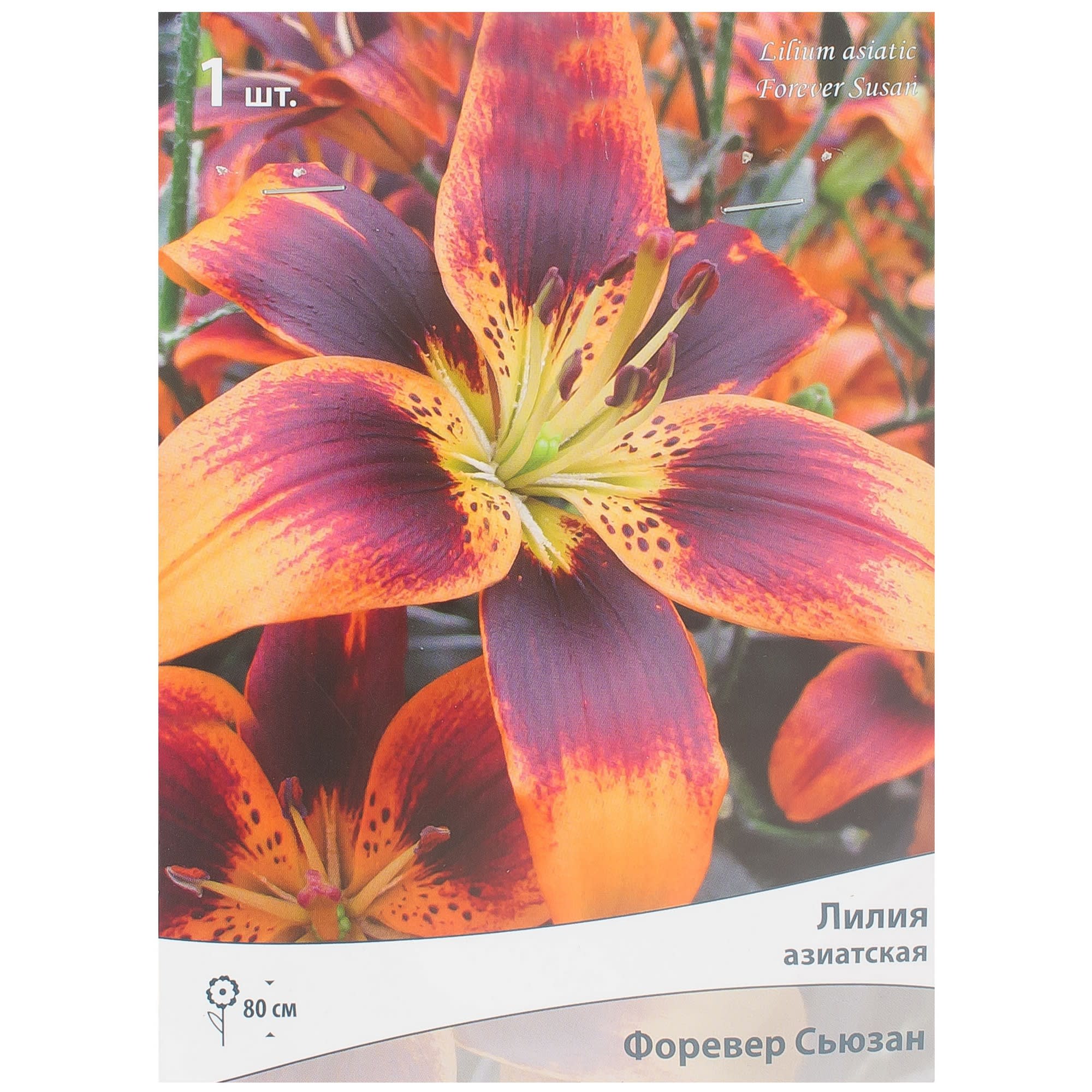 81945453 Лилия азиатская «Форевер Сьюзан» Santreyd 