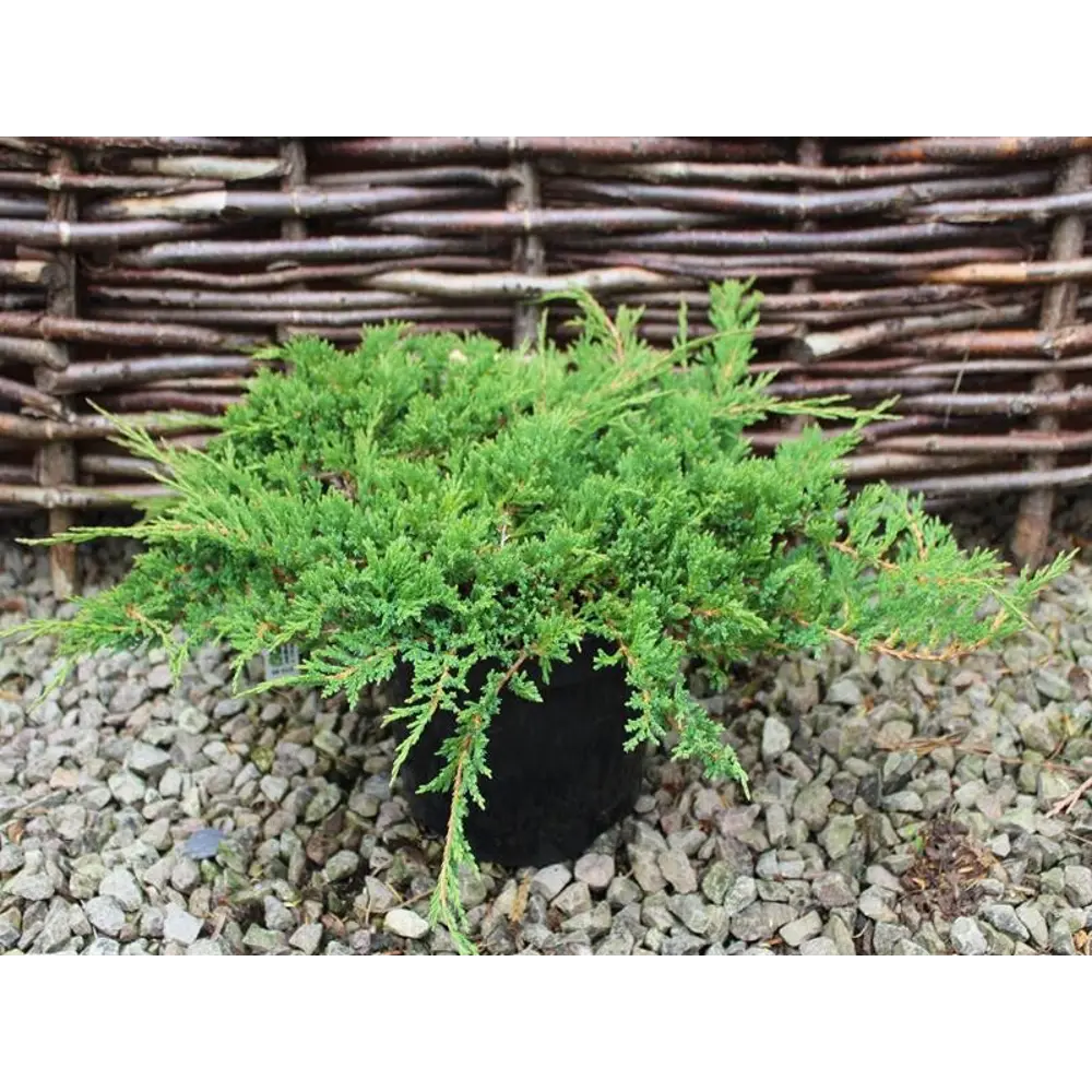 Можжевельник горизонтальный Принц Уэльский ø15 h45 см 84834026 STLM-2205750 PLANTMARKET 