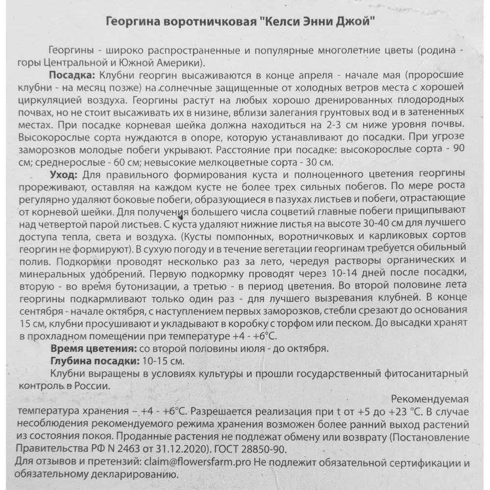 Георгина Келси Энни Джой 1 шт. 83628424 STLM-2034846 BLOOMING LIFE  - Вид №2