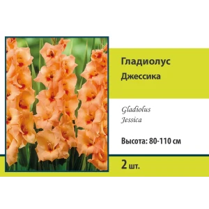 Гладиолус крупноцветковый Джессика, 2 шт 89452215 STLM-2089602