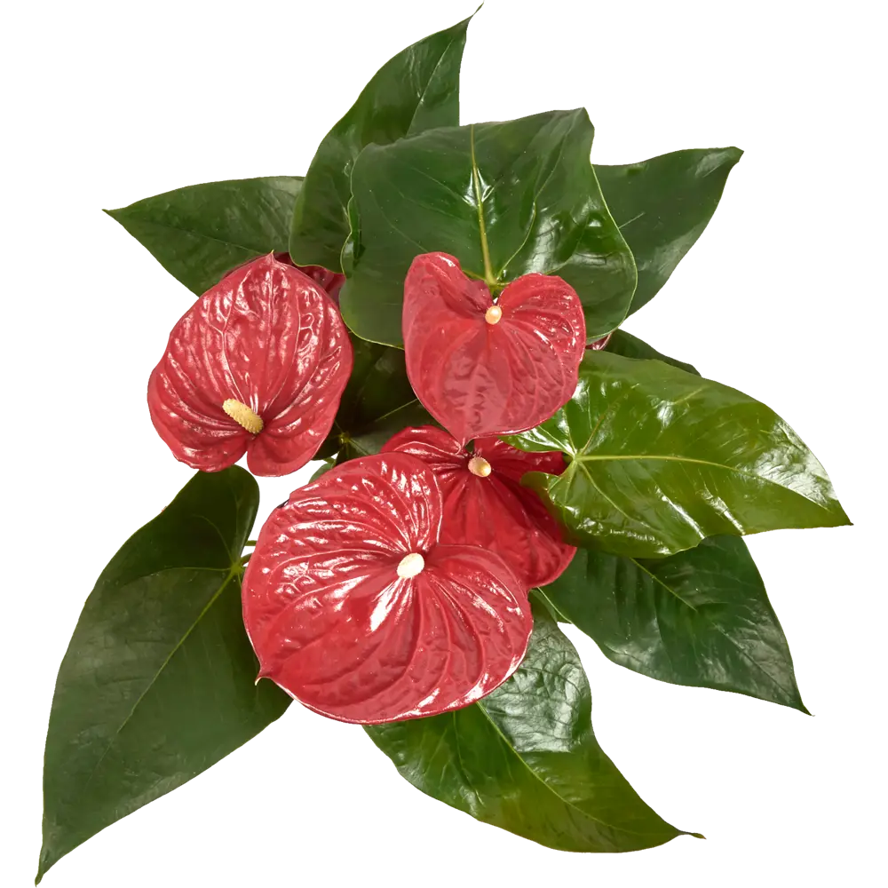 Santreyd Антуриум Рэд Кинг — изысканное сердце тропиков 82383414 STLM-1381386 - Вид №1