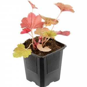 81954870 Гейхера гибридная С1 «Тирамису» h15