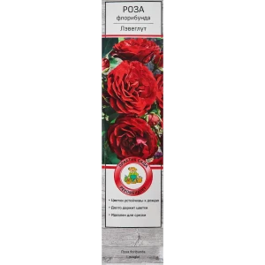 Роза флорибунда Лэвеглут в тубе Поиск Инвест 18348460 STLM-2065541