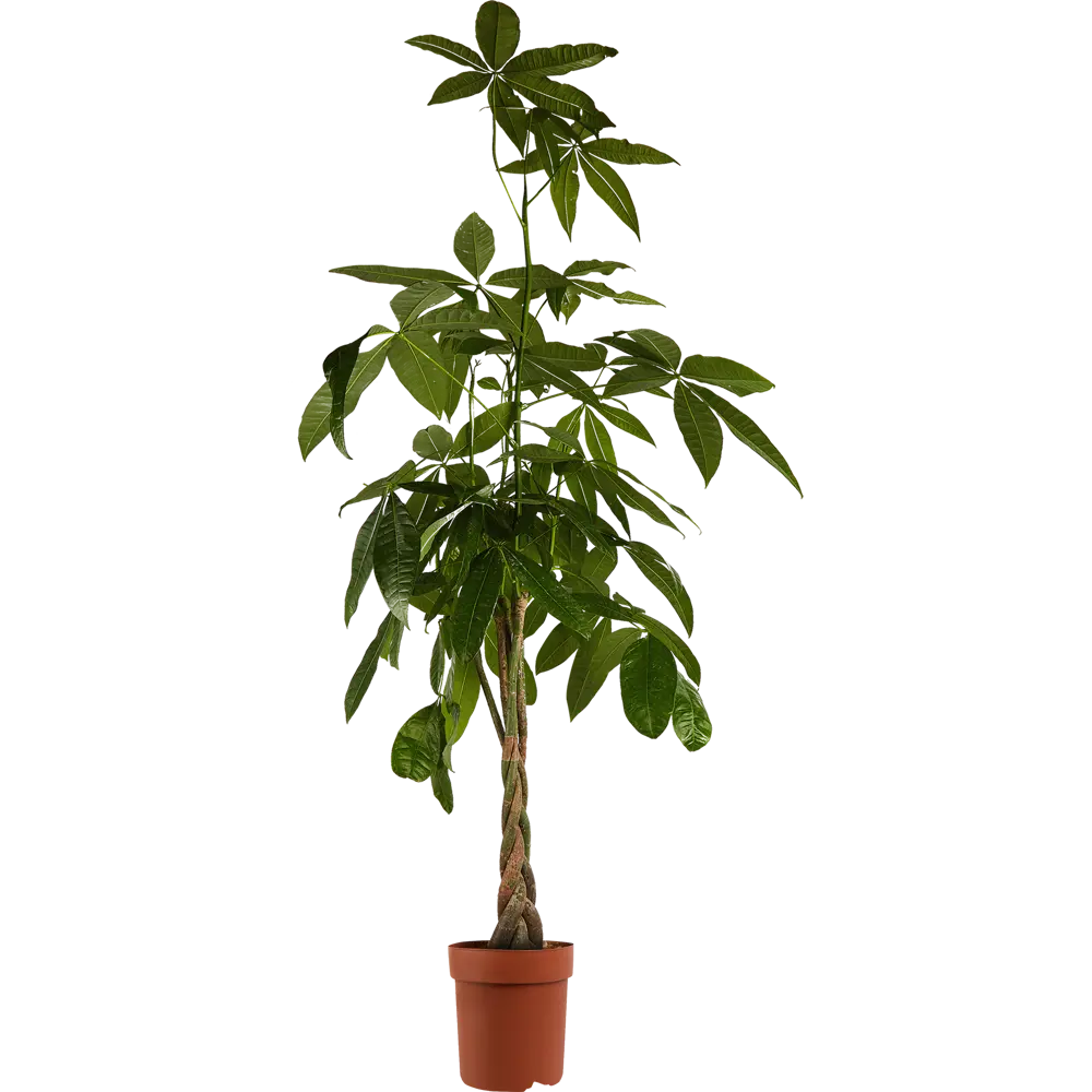 Santreyd Пахира Акватика — изящное комнатное дерево с пышной кроной 84586934 STLM-0052397