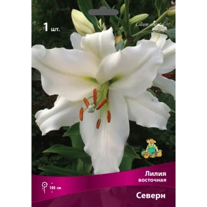 Лилии восточные Северн луковица 16/18 83597478 STLM-2084891