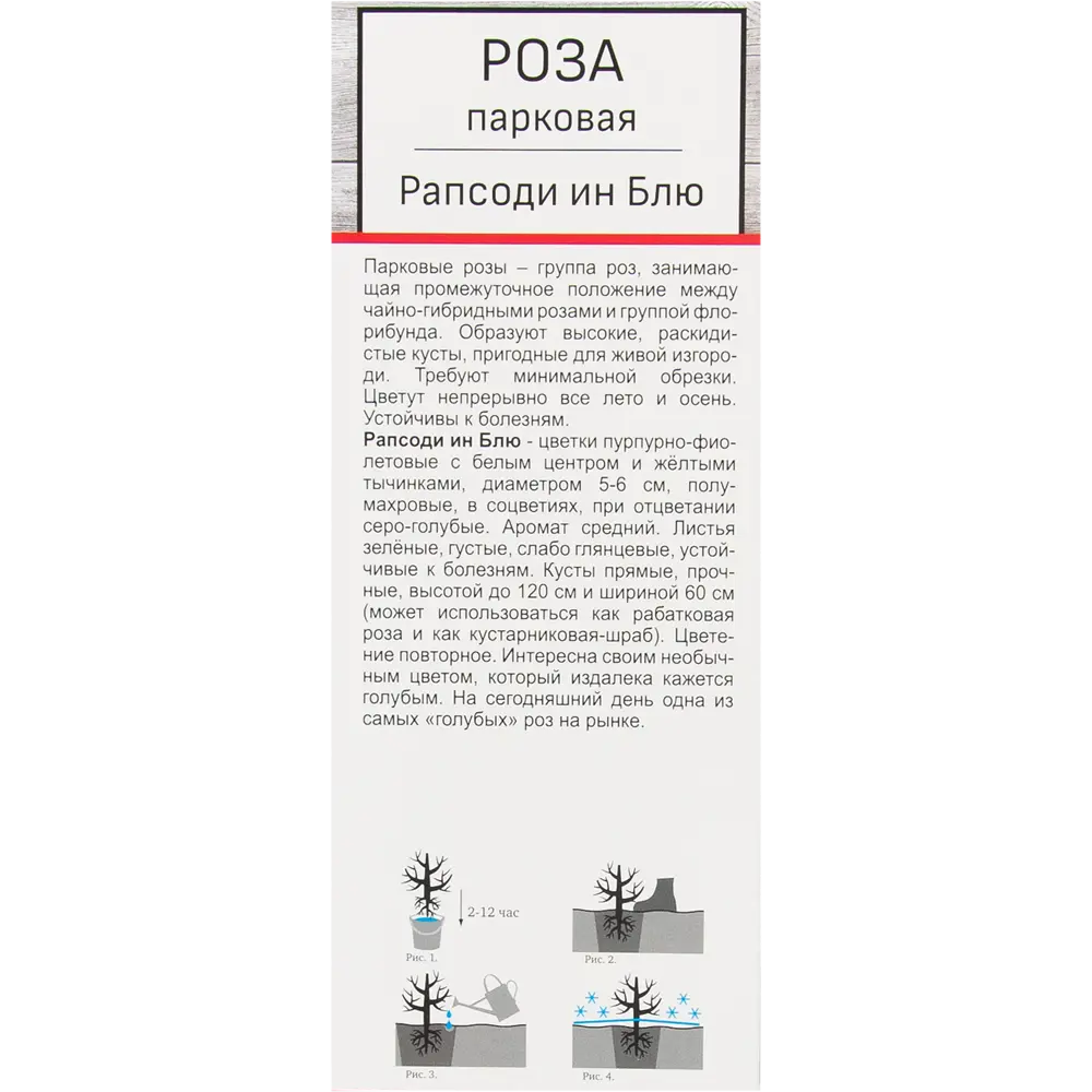 Роза парковая Рапсоди ин Блю 82527357 STLM-2120594 Santreyd  - Вид №1