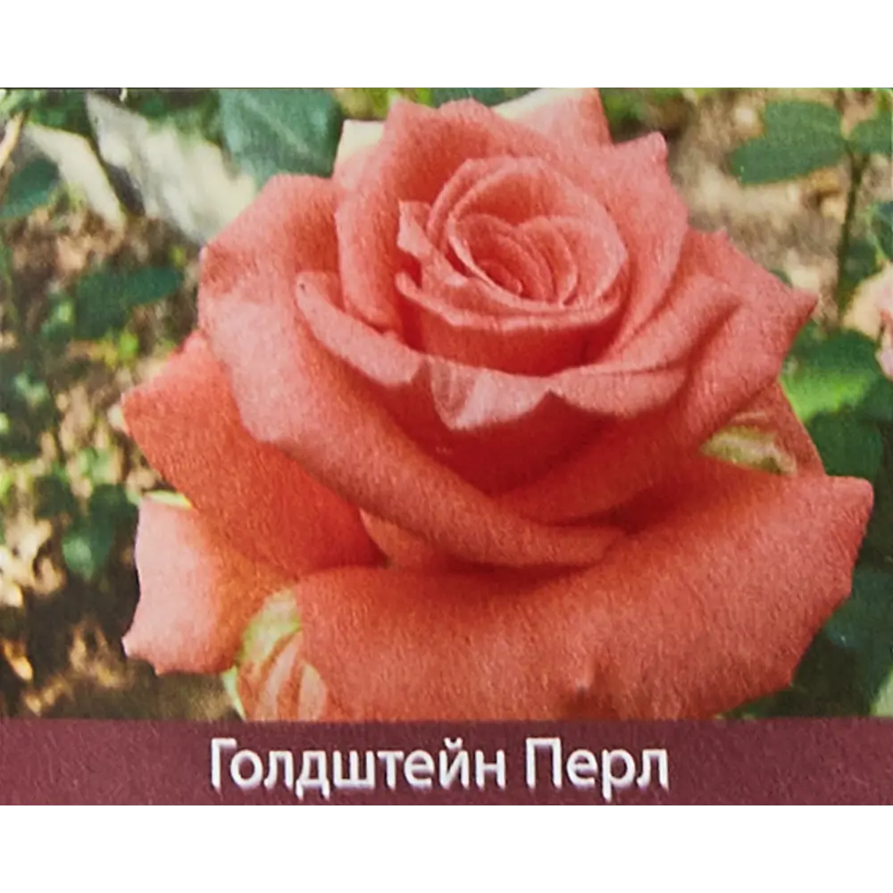 Роза чайно-гибридная Голдштерн Перл ø15 h30 см 85589150 STLM-2028451 Santreyd 