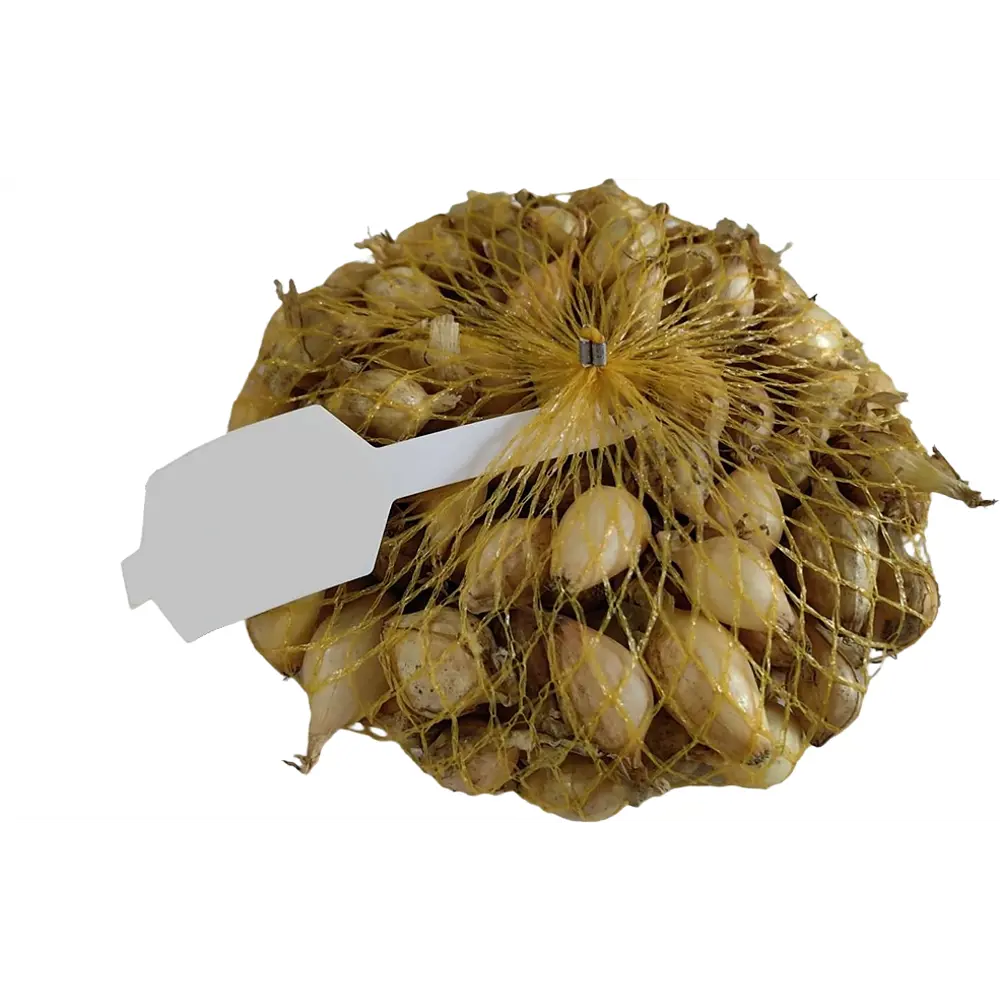 Лук-севок Стурон 0.5 кг Santreyd STLM-2085314