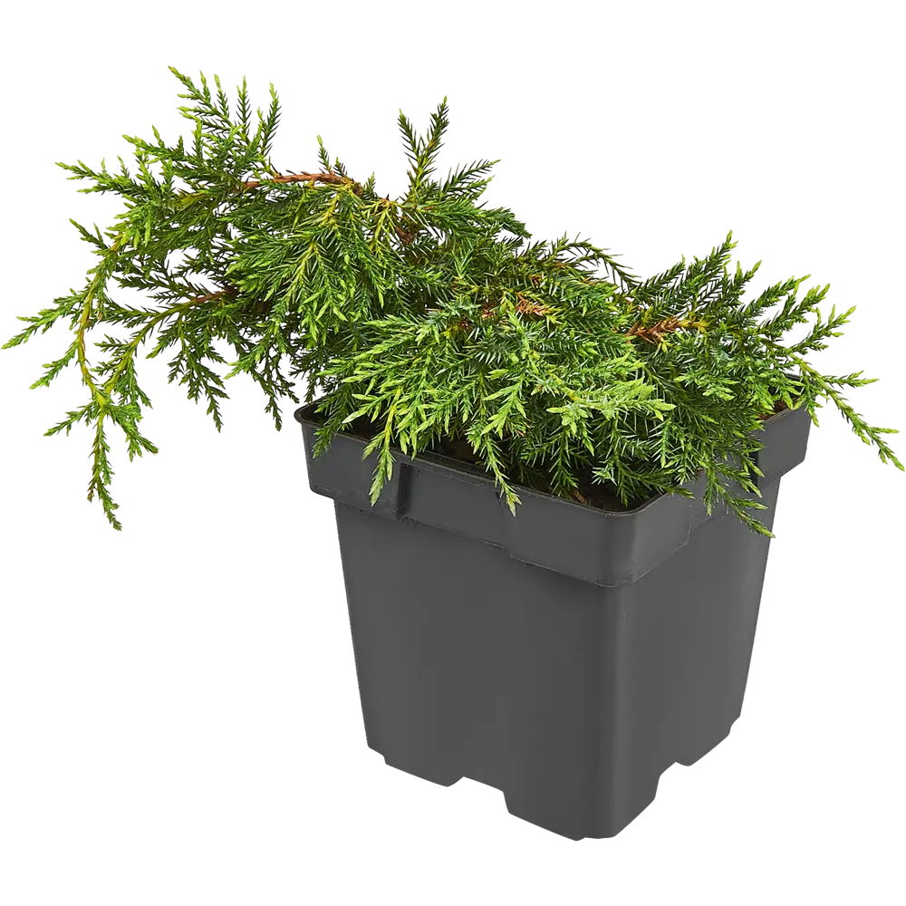 Можжевельник средний Мордигант Голд ø15 h30 см 84834056 STLM-2131878 PLANTMARKET  - Вид №3