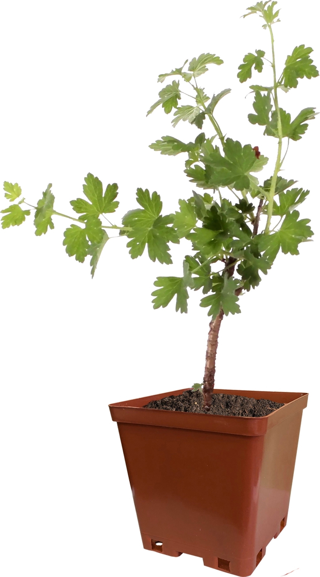 Йошта Santreyd С2 - гибрид смородины и крыжовника для сада 82253640 STLM-0023215