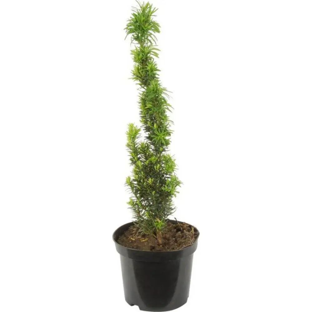 Тис средний Давид ø15 h55 см 84834829 STLM-2186602 PLANTMARKET 