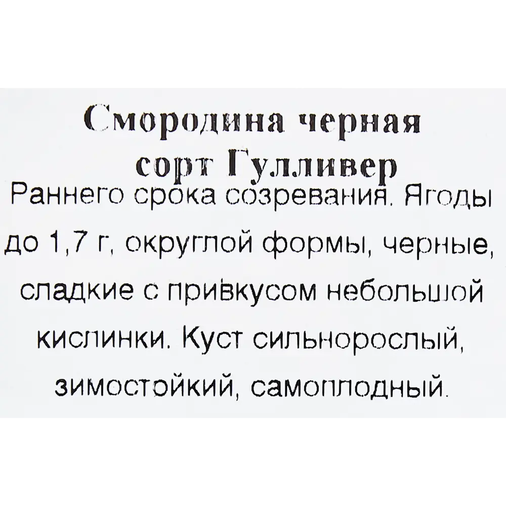 Смородина чёрная Гулливер 9x35 см 83539301 STLM-2168981 Santreyd  - Вид №2