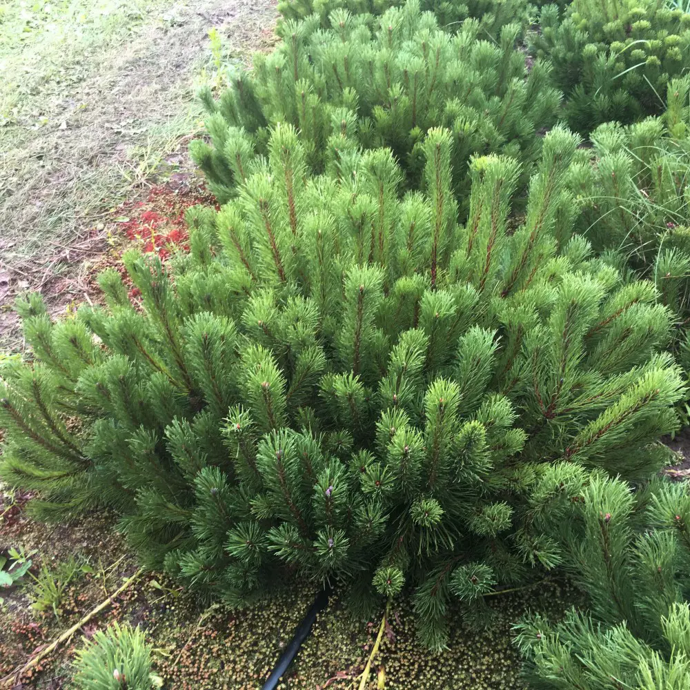 Сосна горная Мугус h50 см - хвойный многолетник для сада 89363832 Santreyd STLM-0961605