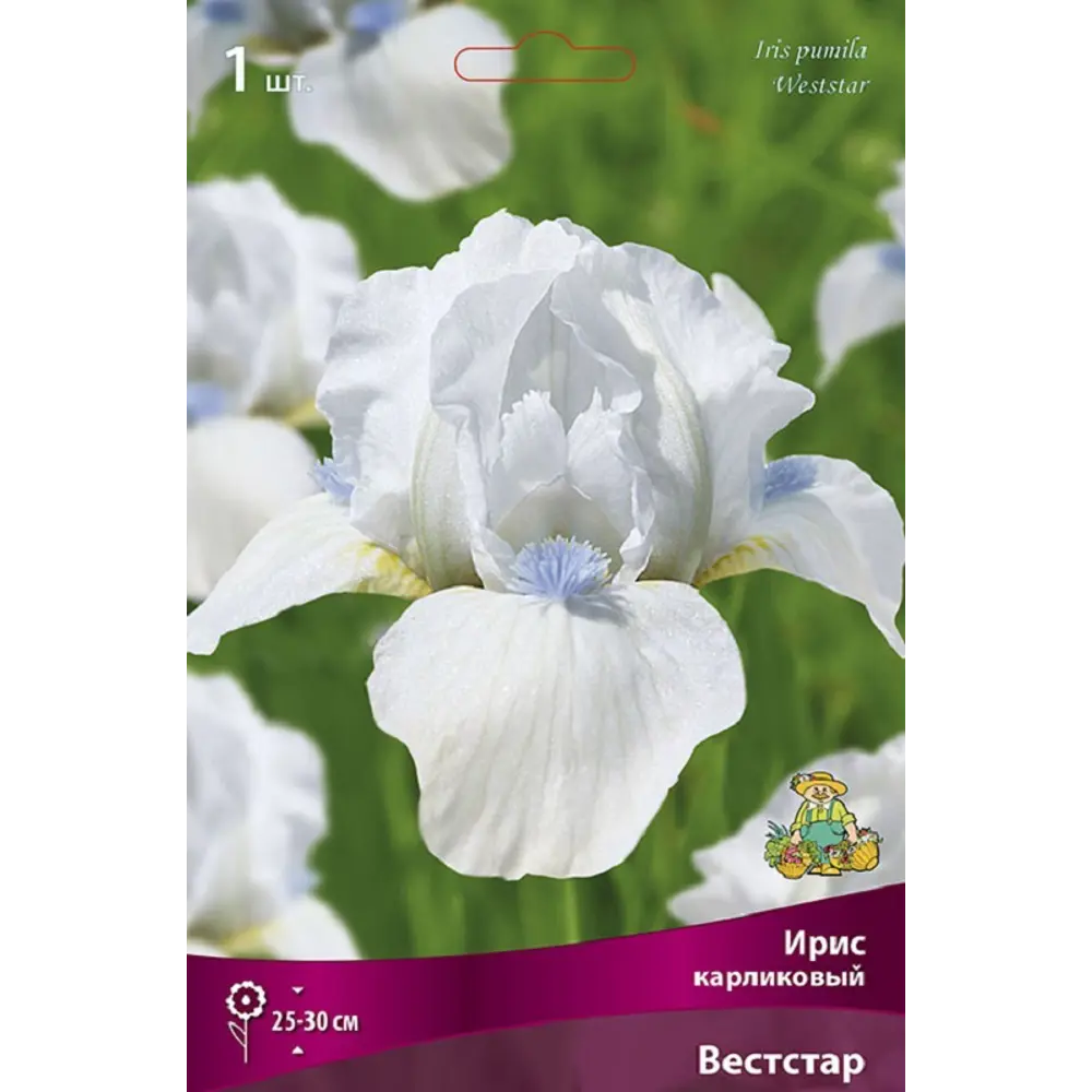 Ирис карликовый Вест Стар ПОИСК STLM-2005986 - Вид №1
