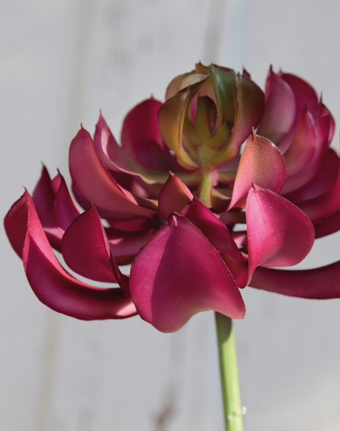 6487 849 a3 Эониум искусственный на палочке, 13 см, Ø 10 см, зелено-бордовый H-andreas  - Вид №3