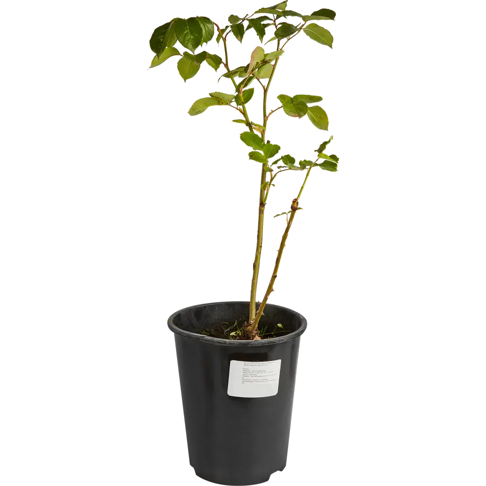 Роза чайно-гибридная Ашрам ø22 h60 см 89137904 STLM-2001585 PLANTMARKET  - Вид №1