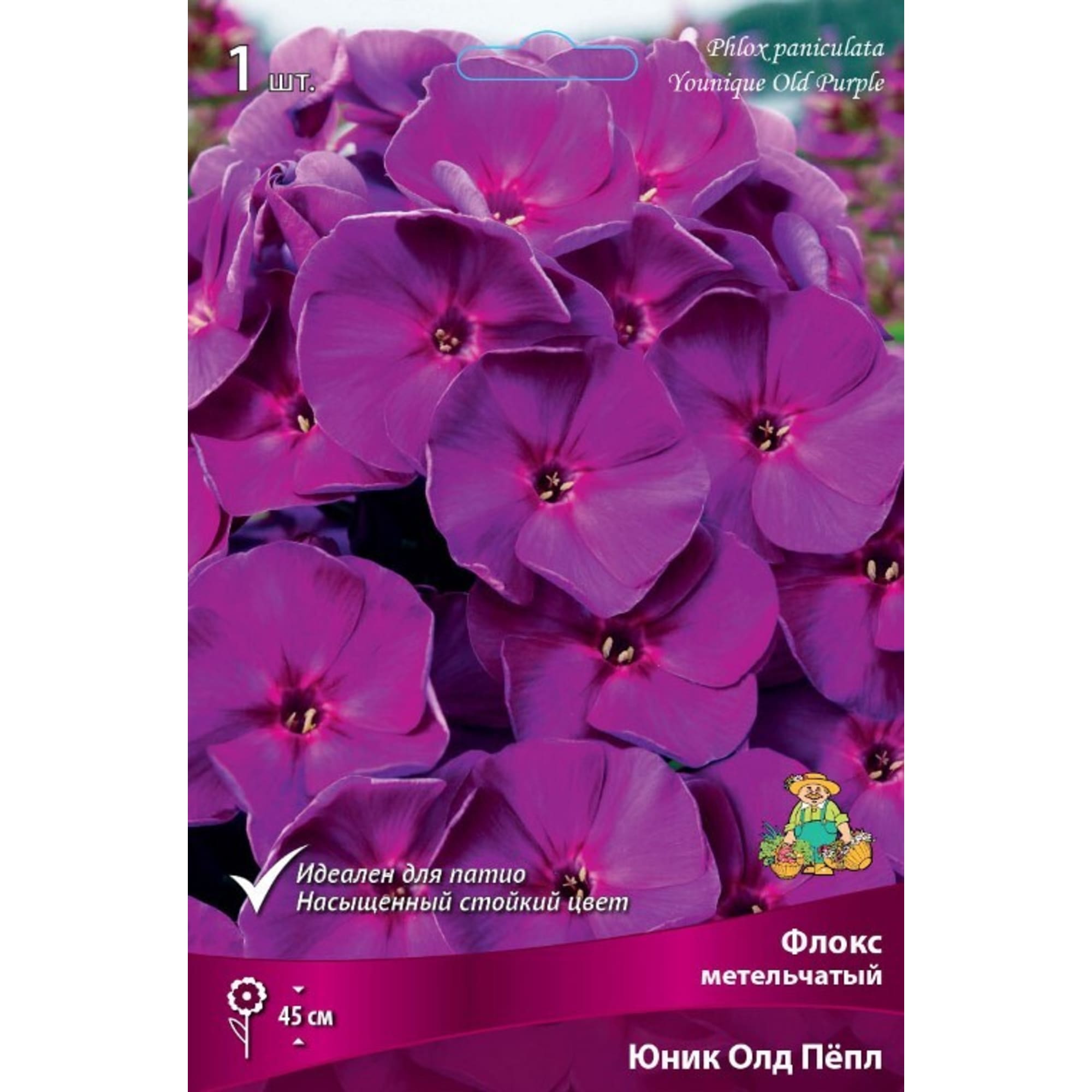 83600088 Флокс метельчатый Юник Олд Пёпл для патио луковица I Santreyd 