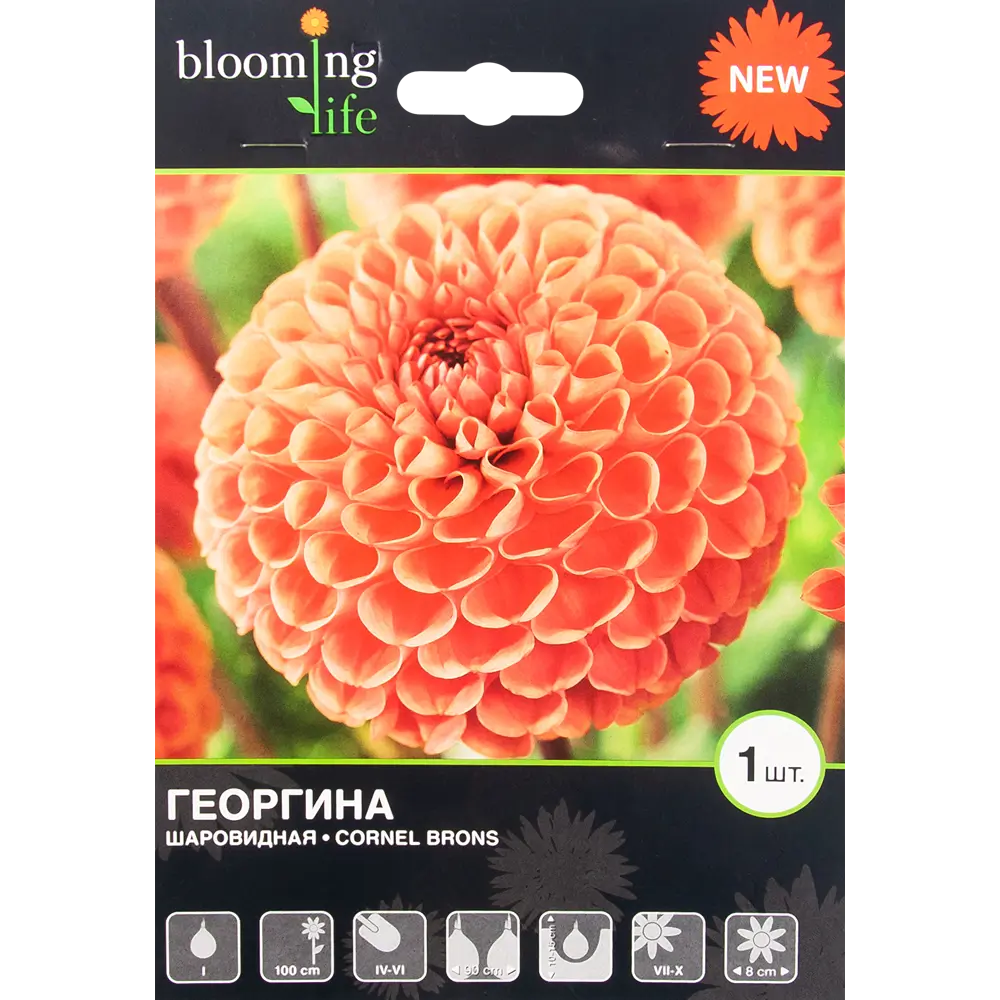 Георгина Корнел Бронс I, 1 шт 82539321 STLM-2169358 BLOOMING LIFE 