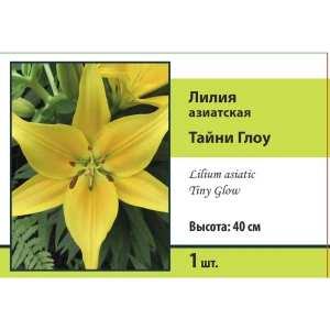 Лилия азиатская Тайни Глоу 89452300 STLM-2128315