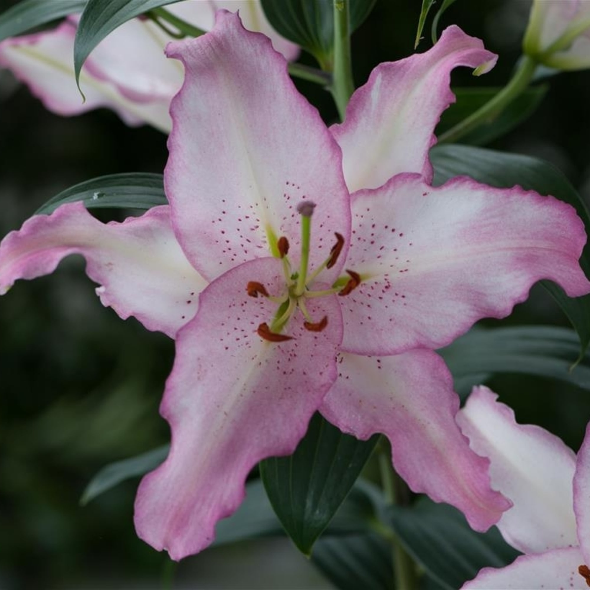 83597420 Лилия восточная Бразилия луковица 12/14 Santreyd 