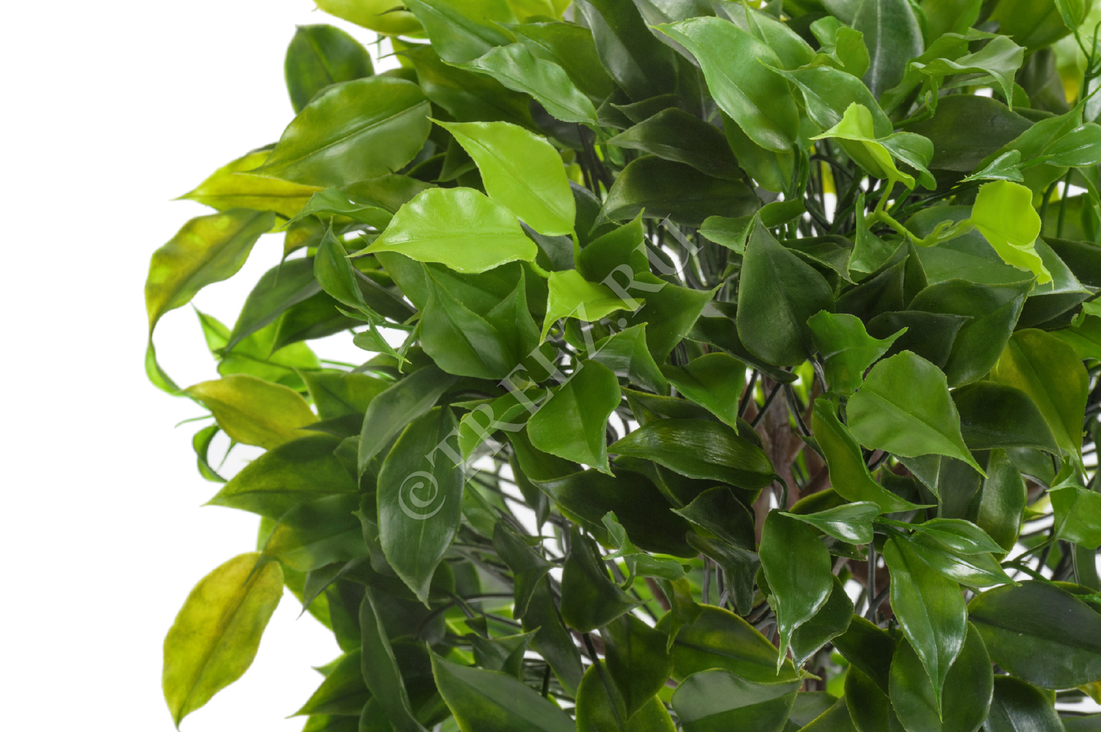 10.0218066N Фикус Бенджамина Топиари Тройной Цветочная коллекция  - Вид №3