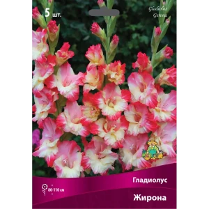 83596681 Гладиолус крупноцветковый Жирона луковица 12/14 STLM-0954741