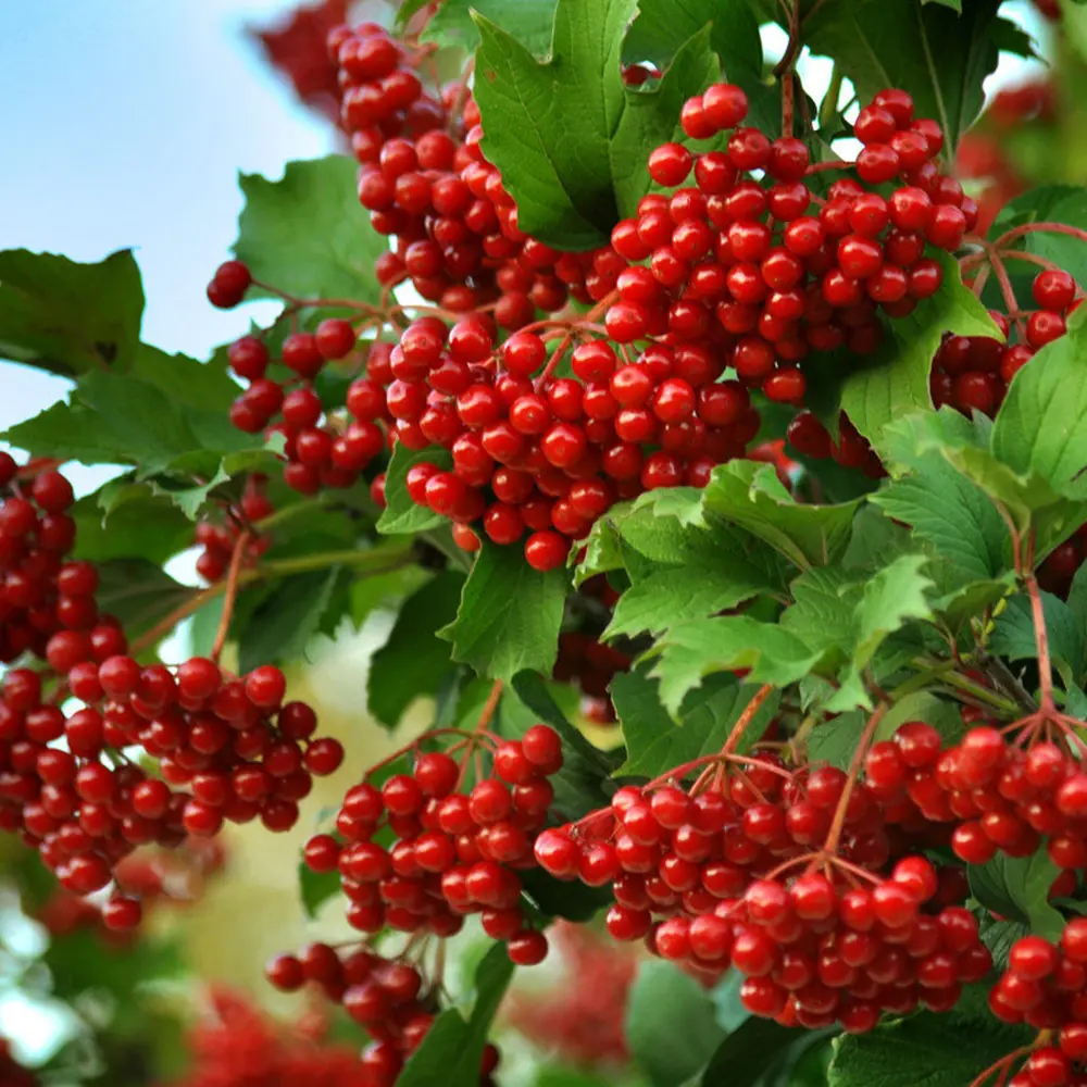 Калина «Таежные рубины» Santreyd - ягодный кустарник для северных садов 82237799 STLM-0022579 - Вид №1